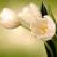 tulip