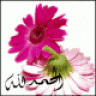 أم عائشة