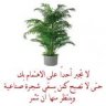 ابو أنس