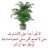 ابو أنس
